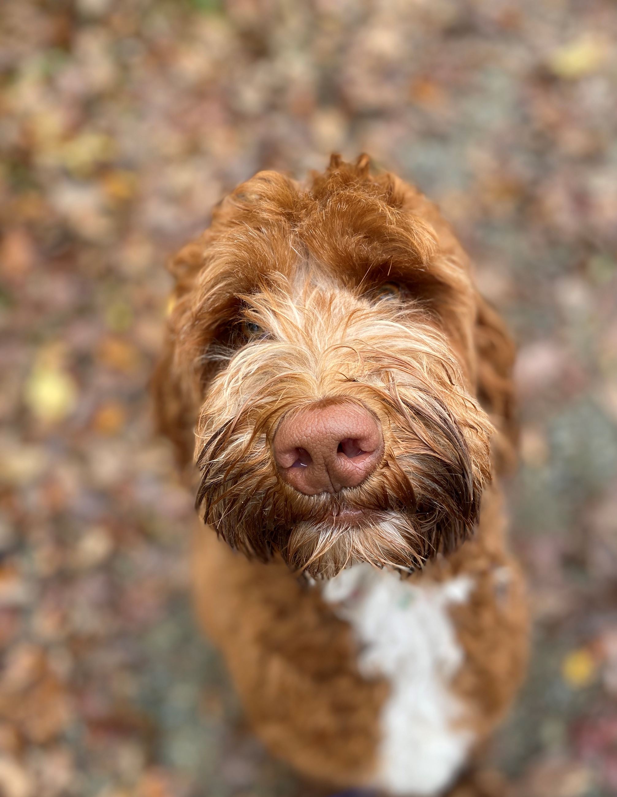 Leo Portrait 11-2019